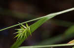 Northern long sedge